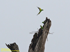 Psittacula krameri manillensis