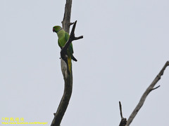 Psittacula krameri manillensis