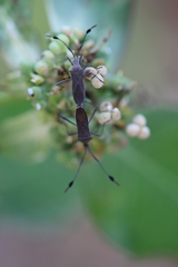 Chariesterus moestus