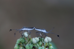 Chariesterus moestus