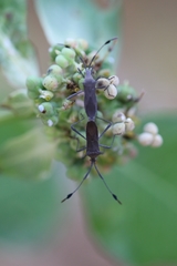 Chariesterus moestus