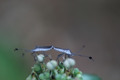 Chariesterus moestus