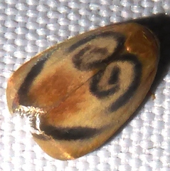 Trischalis subaurana