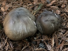 Agaricus buckmacadooi