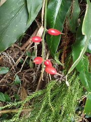 Alpinia japonica