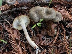 Spodocybe trulliformis