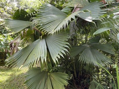 Carludovica rotundifolia image