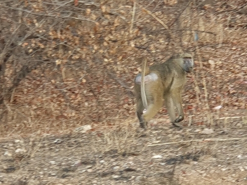 Kinda Baboon