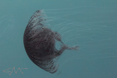 Chrysaora pentastoma