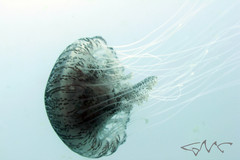 Chrysaora pentastoma