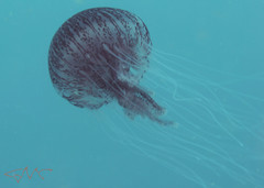 Chrysaora pentastoma