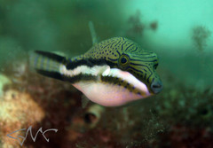 Canthigaster callisterna
