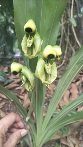 Cola de pato (Catasetum integerrimum)