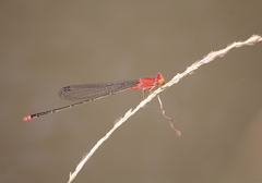 Pseudagrion pilidorsum declaratum