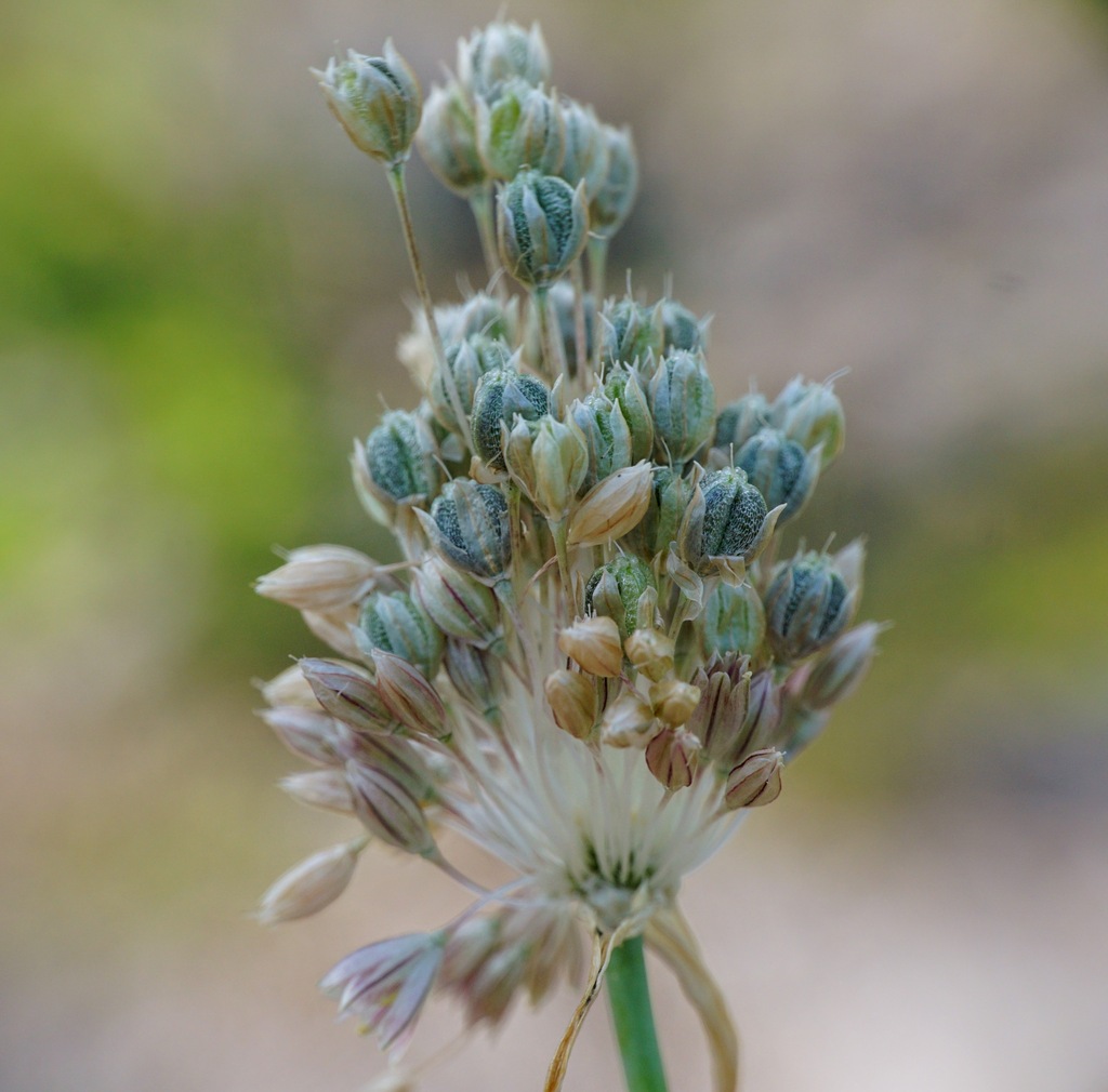 Pale garlic
