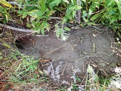 Aplodontia rufa nigra