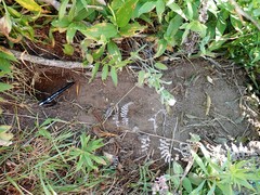 Aplodontia rufa nigra