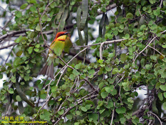 Merops leschenaulti leschenaulti