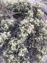 Anabasis articulata