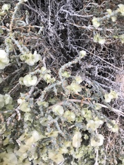 Anabasis articulata