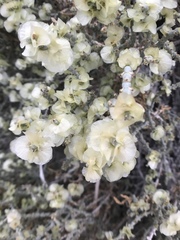 Anabasis articulata