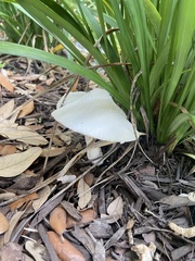 Leucocoprinus cretaceus image