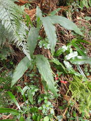 Alpinia japonica
