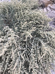 Anabasis setifera