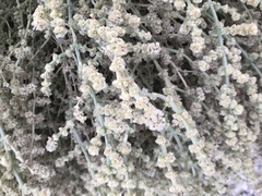 Anabasis setifera