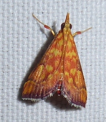 Pyrausta ignealis