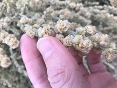 Anabasis setifera
