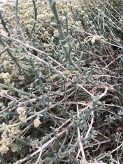 Anabasis setifera
