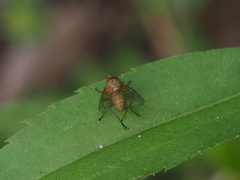 Helina impuncta