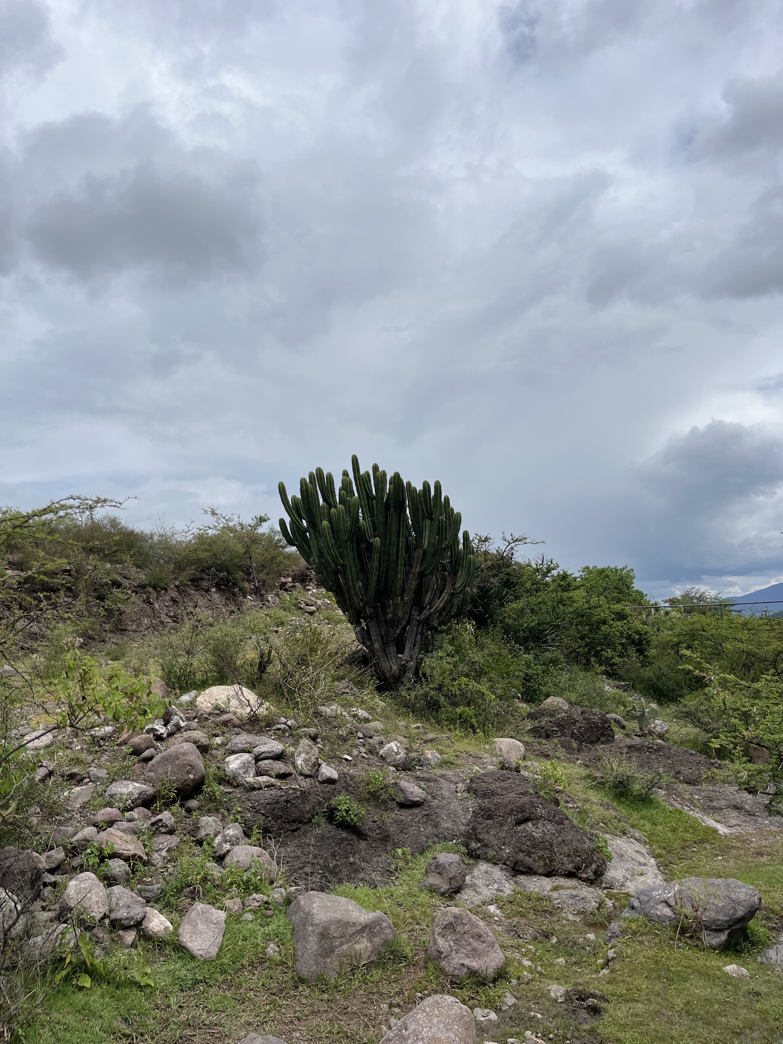 Myrtillocactus schenckii | Botanico Hub