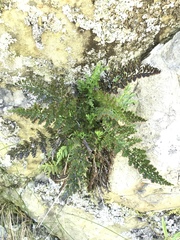 Asplenium richardii