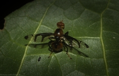 Loxoneuroides varipennis