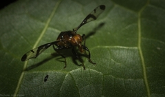 Loxoneuroides varipennis