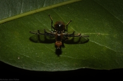 Loxoneuroides varipennis