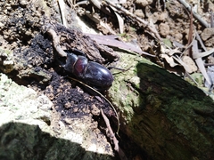 Serrognathus titanus sika