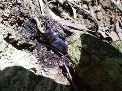 Serrognathus titanus sika