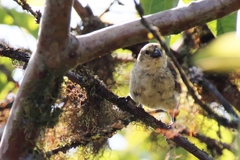 Camarhynchus parvulus