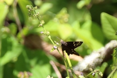 Thorybes dorantes galapagensis