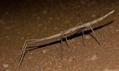 Bactrododema