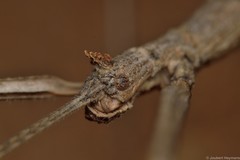 Bactrododema