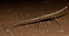 Bactrododema