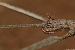 Bactrododema