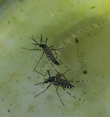 Aedes albopictus