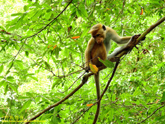 Macaca sinica