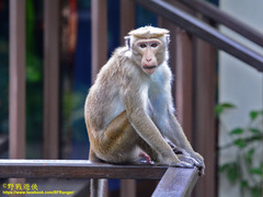 Macaca sinica