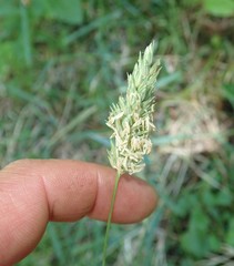 Phalaris californica